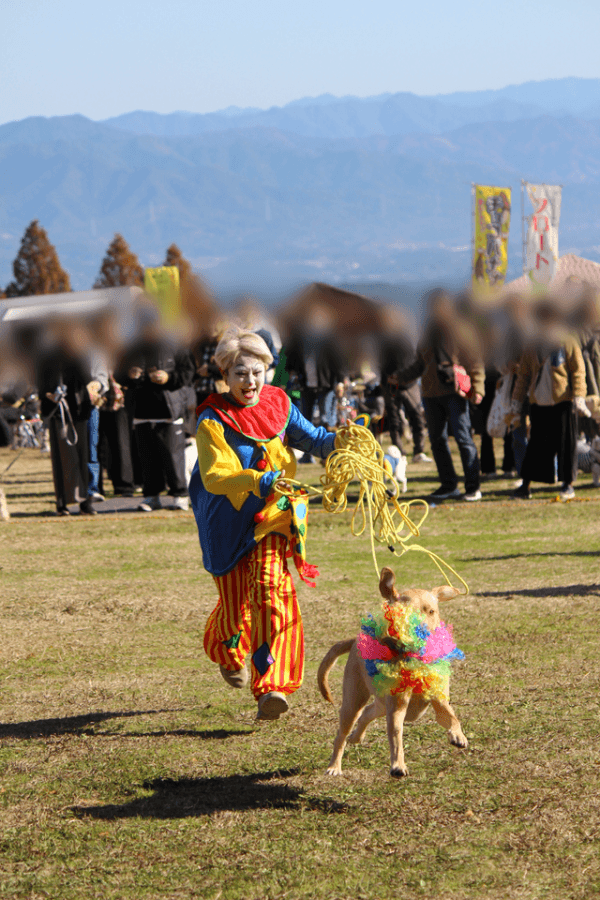 犬の運動会で、スタッフさんのカツラをくわえて走るモゼちゃん（画像提供：モゼ／ラブラドール／わんこの似顔絵さん）