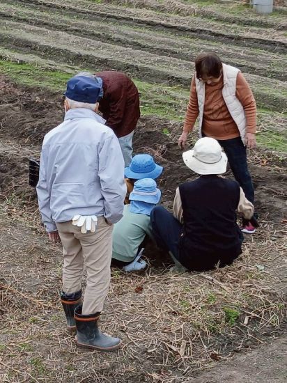 メンバーさん、子ども、先生がさつまいもを探しています