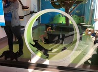 LAのAnnengberg petspaceで自由に遊ぶ保護猫たち