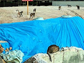 広がる「地域猫」活動、続く模索　猫に抵抗感が強い住民も