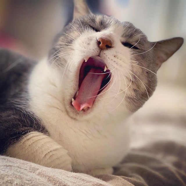 あ～、天下泰平だわ