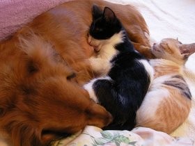 子猫の「社会化」は、生後２カ月ぐらいまでが勝負！