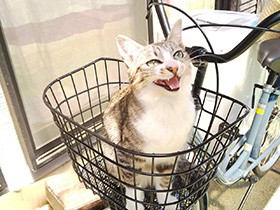 いまからお出かけ？自転車のかごで遊ぶ　MIX「キッキ」　