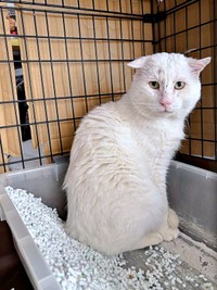 保護から1カ月。あなごさんは家慣れ中（画像提供：Hirokoさん）