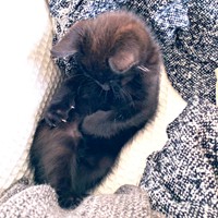お迎えまもないころ、仰向けになってすやすや眠るあずきちゃん（画像提供：しゃも&黒猫あずきさん）