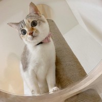 透明ボウルにはなかなか入らない慎重派