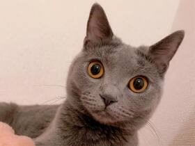 明るく強気で可愛い女の子、シャルトリュー「ブルマ」　先住猫のベッドでくつろぎ中