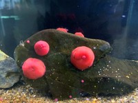 ウメボシにしか見えない生き物が5体も！（「アクアワールド茨城県大洗水族館」提供）