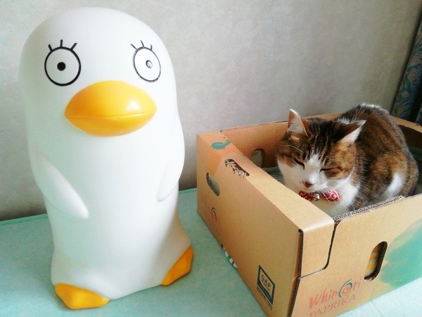 ユニークなキャラクターの横で段ボール箱に入ってくつろぐサブちゃん（画像提供：KIYOKOさん）