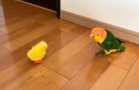 ひよこを目撃！逃げるインコが話題に（みるこさん提供、Xよりキャプチャ撮影）