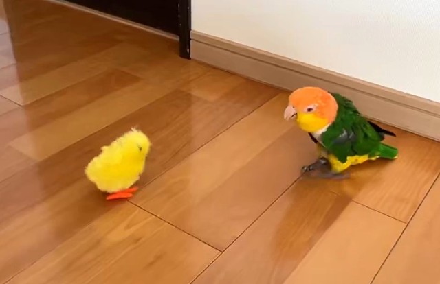 ひよこを目撃！逃げるインコが話題に（みるこさん提供、Xよりキャプチャ撮影）