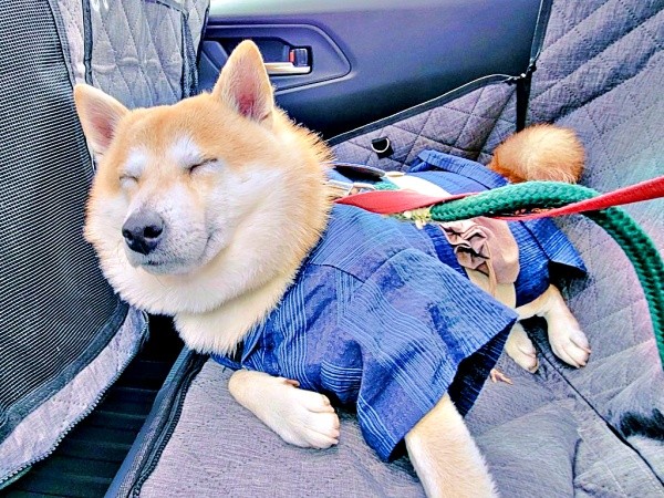 車でぐっすりと眠るらいとくん（画像提供：柴犬らいと（巨柴）＆夜盲 章さん）
