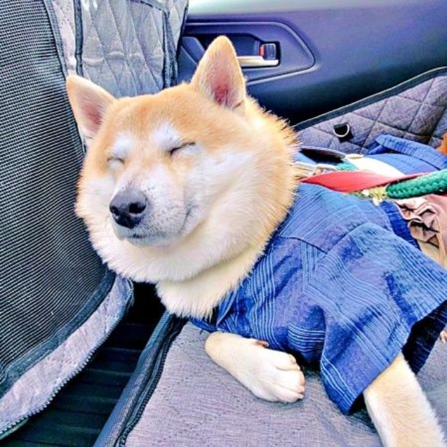 車でぐっすりと眠るらいとくん（画像提供：柴犬らいと（巨柴）＆夜盲 章さん）