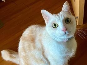 かまってニャーここにいるニャー　ずっと鳴いてアピールするMIX猫「はるた」