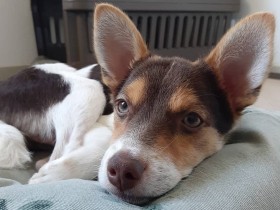 ２０２１ずっと見ていたいで賞　雑種犬「しんのすけ」