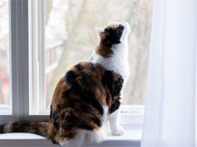 猫が最後まで快適に暮らせるように、QOLを考えよう
