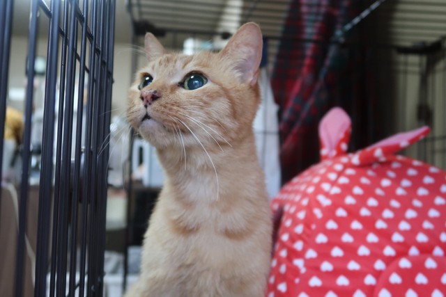 預かりボランティアさんのお家での様子