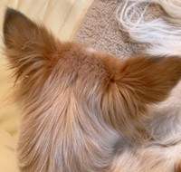 「なでなでしてもいい？」と聞きたくなる可愛い後頭部♡（提供：雑種犬はいいぞ すべての犬はいいぞさん）