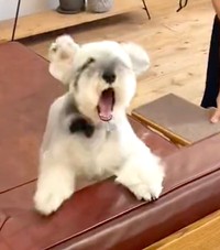 「ママーーーっ！！」と言っているかのように大絶叫！（提供：jiji&totoさん）