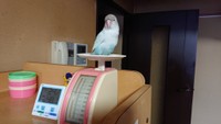 「キッチンスケールで体重測定中のチュン太です。トレーニングによって学習して貰います」（提供：いいちこインコの飼い主＠花沢りん吉さん）