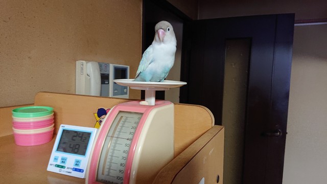 「キッチンスケールで体重測定中のチュン太です。トレーニングによって学習して貰います」（提供：いいちこインコの飼い主＠花沢りん吉さん）