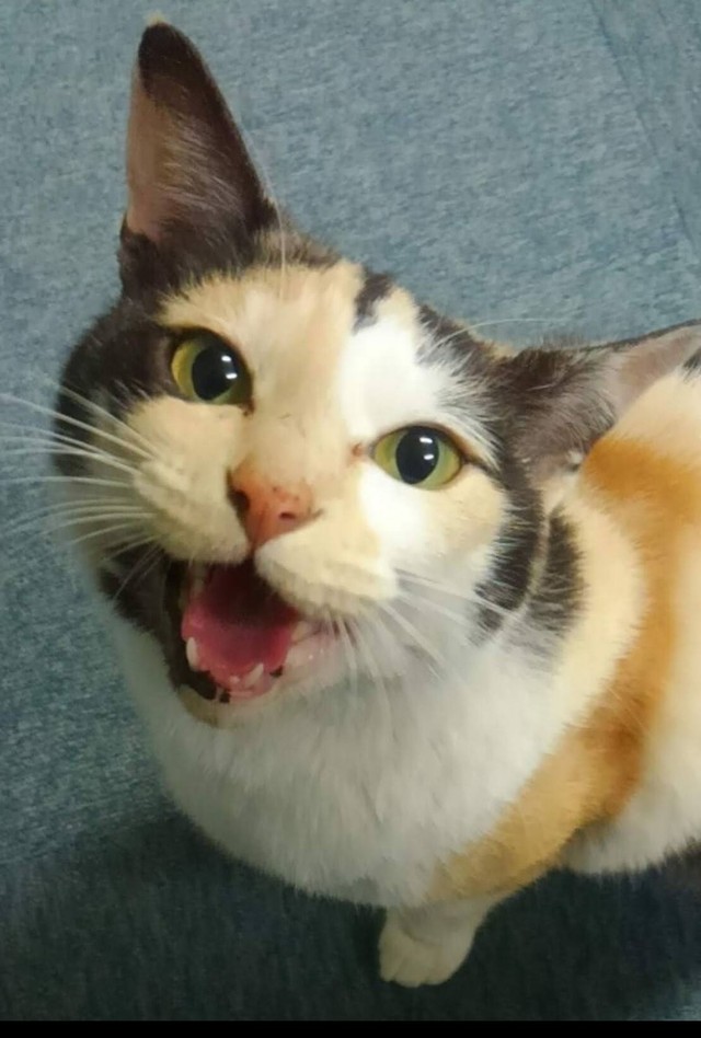 ミケちゃんのひまわりスマイル（冨森さん提供）
