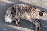 生きてる！？（「キジトラ・コタローのウキウキDAYS!!」さん提供、Twitterよりキャプチャ撮影）