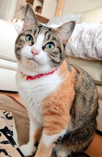 飼い主さんを見つめるあめちゃん（画像提供：しまみけさん）