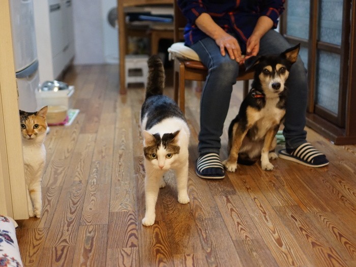コナン君が旅立った後、楽楽（左）、福、オリが来てにぎやかに。「オリは最初、猫を威嚇したので、そんなことしたらうちに置かないわよ～と言いました」今はうまく距離をとっています。楽楽もオリも足に障害があるけど何のその！