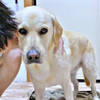 チューされてどんより顔になるロキくん（画像提供：ロキの相方さん）