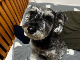 とっておいた豆、こっそり試食しちゃった  ミニチュアシュナウザー「うみ」