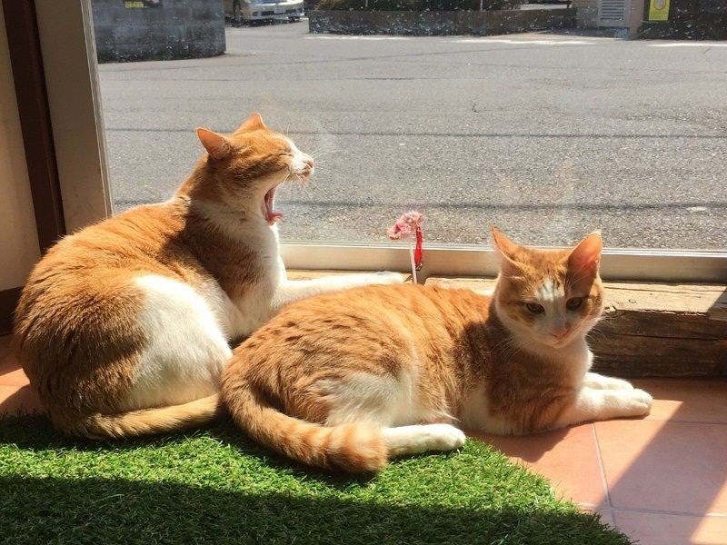 今日も見張りだニャルソック、眠いな～（伊藤さん提供）