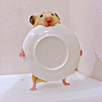 嘘でしょ！？  お皿を持って仁王立ちするムギちゃん（画像提供：うまハムさん）