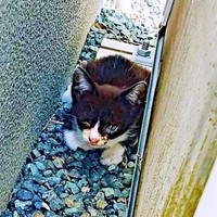 突然、家の敷地内に現れたパルムくん（画像提供：ゆーまさん）