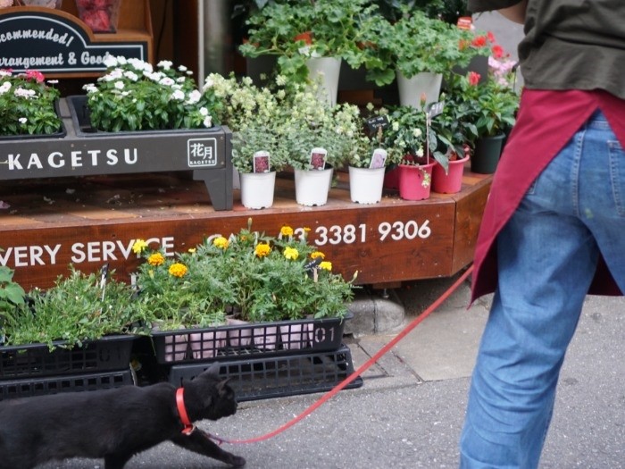 颯爽と歩きます