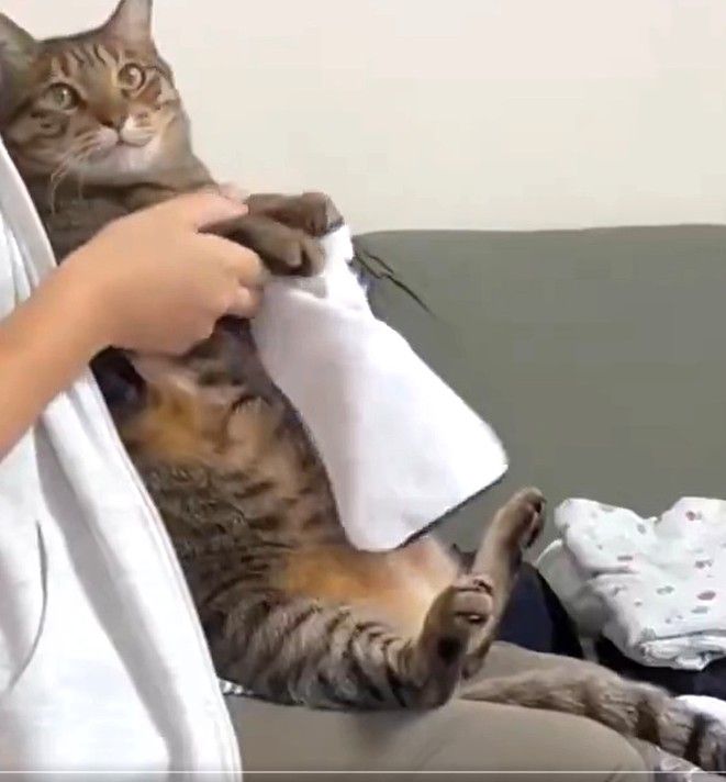 洗濯物をたたんでいると、膝にのってくる猫さん→お手伝いしてもらい