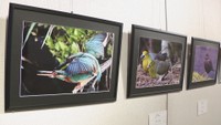 野鳥写真展　10日～18日　岡山・和気町立図書館