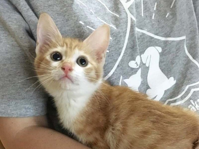 保護当時はだみ声だったの