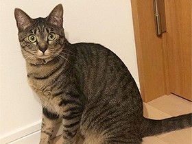 遊ぼうよ　じゃじゃ馬のキジトラ「乙衣」、熱い視線でリクエスト