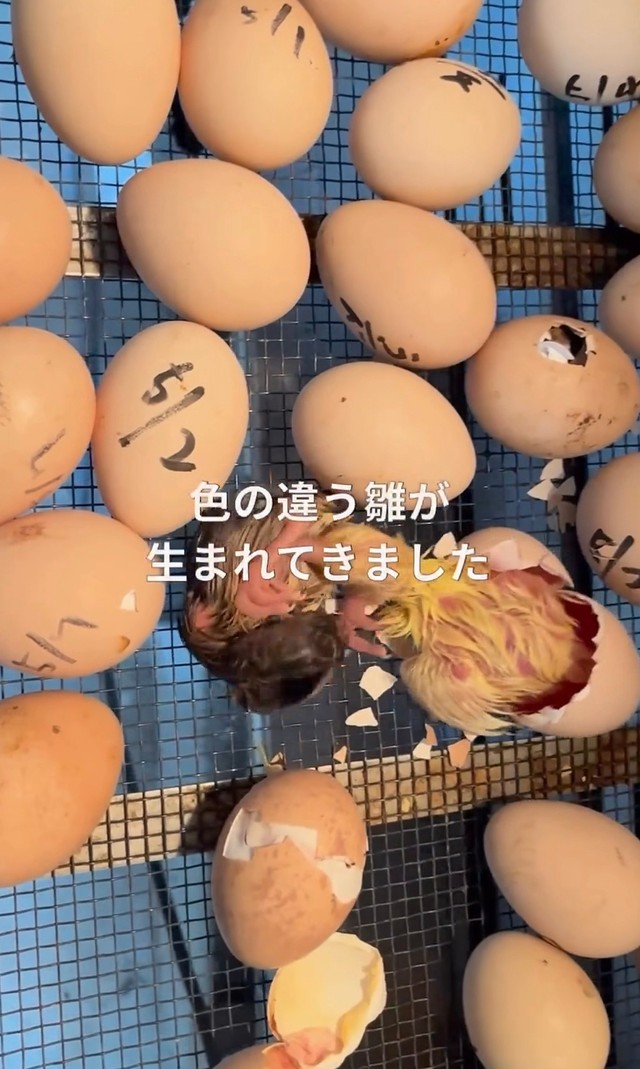 約1年前、1羽だけ色の違うひなが誕生した／長崎県川棚町公式アカウント（@kawatana_official）提供