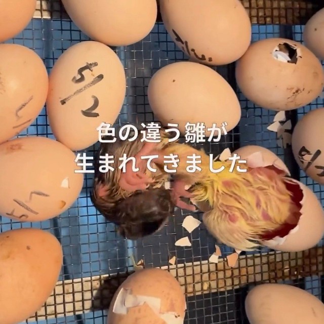 約1年前、1羽だけ色の違うひなが誕生した／長崎県川棚町公式アカウント（@kawatana_official）提供