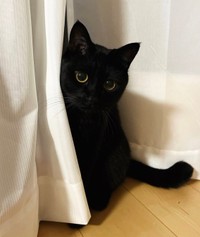 かくれんぼをしてみたり（画像提供：うに3才さん）