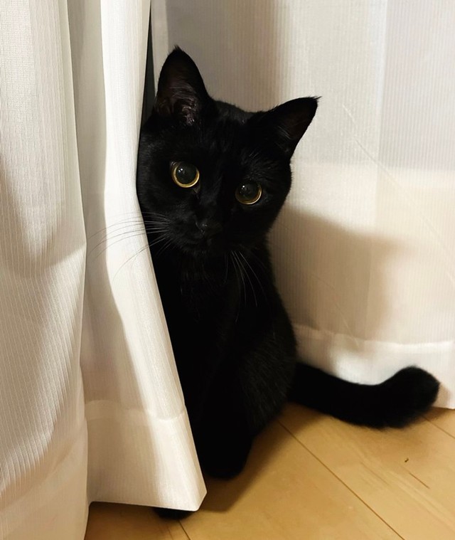 かくれんぼをしてみたり（画像提供：うに3才さん）