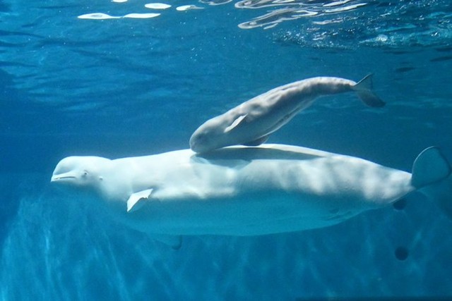 シロイルカの親子（しまね海洋館アクアス提供）