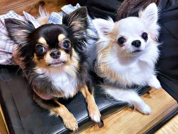 出動率はほぼ100%「おこぼれ貰い隊」の（左から）小梅ちゃん、小羽ちゃん（画像提供：梅羽毬さん）