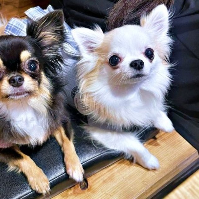 出動率はほぼ100%「おこぼれ貰い隊」の（左から）小梅ちゃん、小羽ちゃん（画像提供：梅羽毬さん）