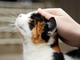 ネコノミクスに猫男子、猫ヨガ……空前の猫ブームに懸念も