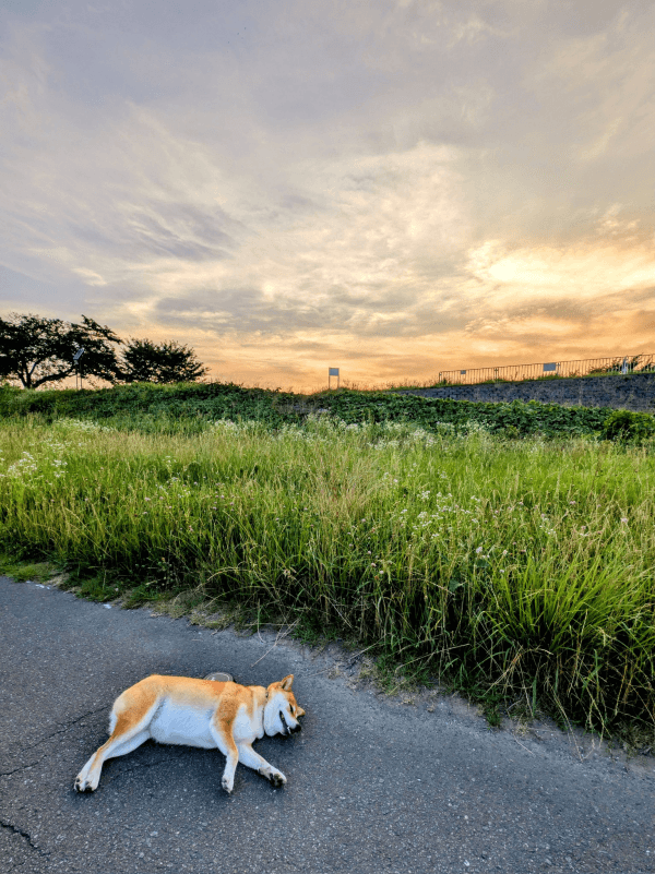 散歩中、ゴロン！ 拒否柴になるすずちゃん（画像提供：入間川いぬ散歩会さん）
