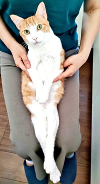 膝上でくつろぐチョロすけくん（画像提供：まめたろさん）