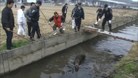 住宅街でイノシシの大捕物　通報から9時間…最後は用水路に転落し捕獲　岡山市